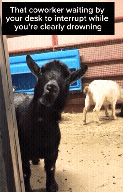 Goat Saying That Coworker GIF