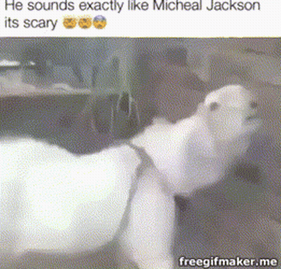 Goat Sounds Exactly Like Michael Jackson GIF