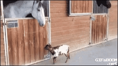 Goat Standing Next To Horse In Stable GIF