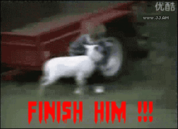 Goat Versus Kid Finish Him GIF