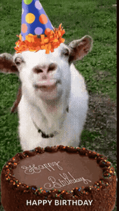 Goat Wearing Party Hat Looking At Birthday Cake GIF