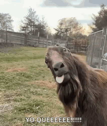 Goat With Beard Making Funny Face GIF
