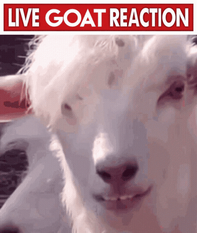 Goat With Live Goat Reaction