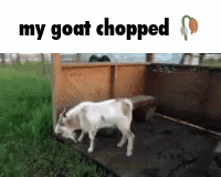 Goat With Text My Goat Chopped GIF