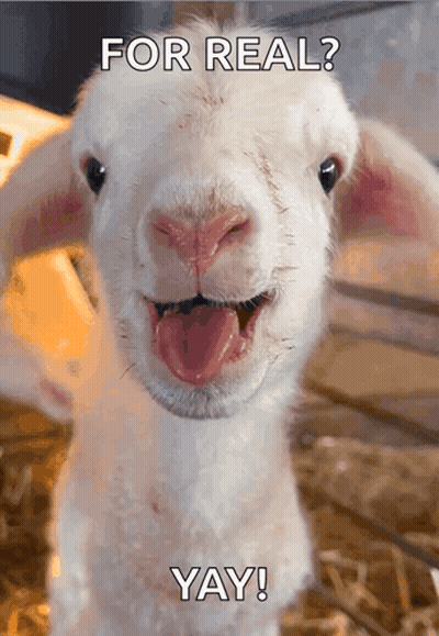 Goat With Tongue Out Saying For Real Yay GIF