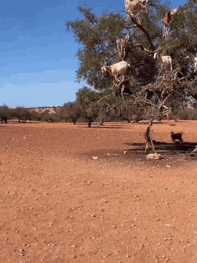 Goats Climbing A Tree In Dirt Field GIF