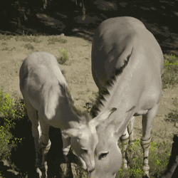 Goats Feeding Grass Cute Animal