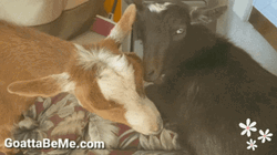 Goats Resting Funny Hug GIF