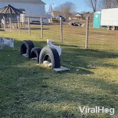 Goats Standing In Grassy Field With Tires GIF