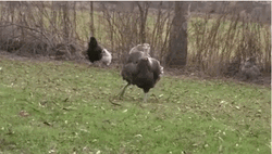 Gobble Gobble Running Turkey GIF