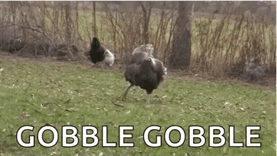 Gobble Gobble Turkeys In Grassy Field GIF