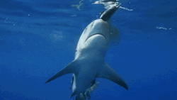 Goblin Shark Almost Swallowed The Fish GIF