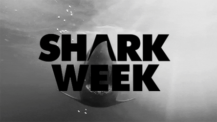 Goblin Shark Participating Shark Week GIF