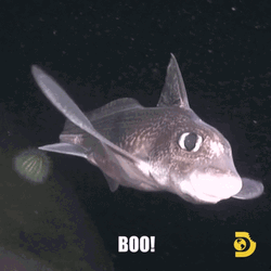 Goblin Shark Small Fish Swimming Say Boo GIF