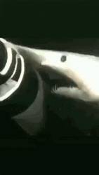 Goblin Shark Swallow Part Of Boat GIF