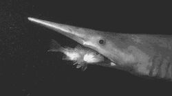 Goblin Shark Swallow Small Fish GIF