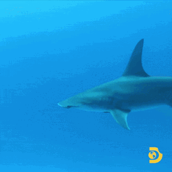 Goblin Shark Swimming In Blue Sea GIF