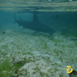 Goblin Shark Swimming Near The Shore GIF