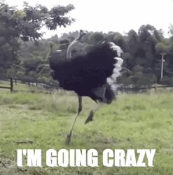 Going Crazy Spinning Around Ostrich Funny Meme GIF
