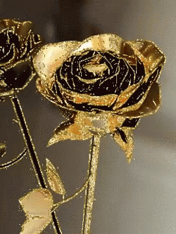 Gold Rose Is Shining GIF