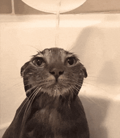 Gold Thank You Splash On Dark Blue GIF