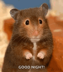 Golden Hamster Good Night Funny Animal  GIF