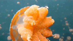 Golden Orange Jellyfish