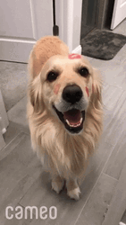Golden Retriever GIF