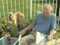 Golden Retriever And Frustrated Old Man GIF