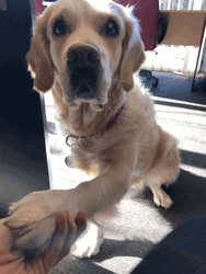 Golden Retriever Begging Look GIF