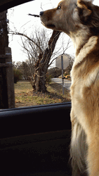 Golden Retriever Car Window GIF