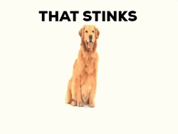 Golden Retriever Covering Nose Smelly GIF