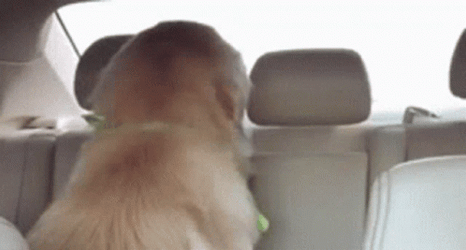 Golden Retriever Dog Evil Grin GIF