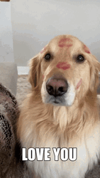 Golden Retriever Dog Getting Kisses  GIF