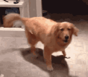 Golden Retriever Dog GIF
