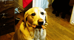 Golden Retriever Eating Treats GIF