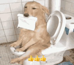 Golden Retriever Explosive Diarrhea GIF