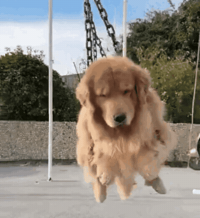 Golden Retriever Flying On Swing GIF