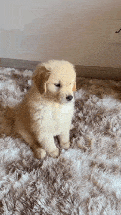 Golden Retriever Golden Retriever Puppy GIF