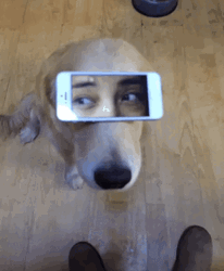 Golden Retriever Googled Eyes Funny GIF