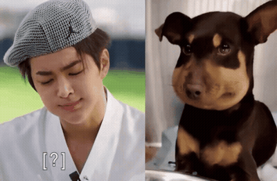 Golden Retriever In Bow Tie Looking At Camera GIF