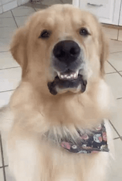 Golden Retriever In Bow Tie Looking At Camera GIF