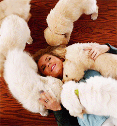 Golden Retriever Kosoko Jackson GIF