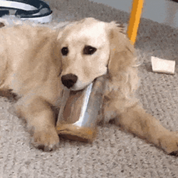 Golden Retriever Licks Clean The Peanut Butter Jar GIF
