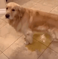 Golden Retriever Pee In The Floor GIF