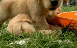 Golden Retriever Puppies GIF