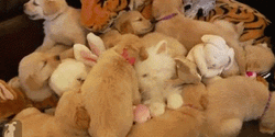 Golden Retriever Puppies With Bunnies GIF