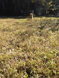 Golden Retriever Puppy Happy Day GIF