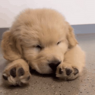 Golden Retriever Puppy Laying Down Eyes Closed GIF