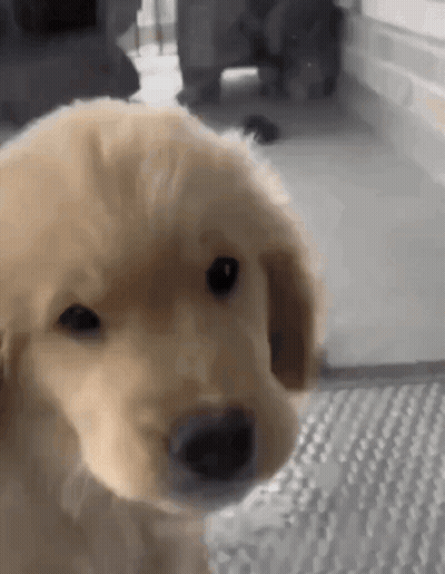 Golden Retriever Puppy Looking At Camera GIF